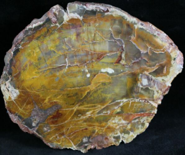 Petrified Wood Slab - Grassy Mountain, Oregon #28251